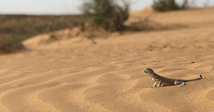 Darvaza desert travel cost
