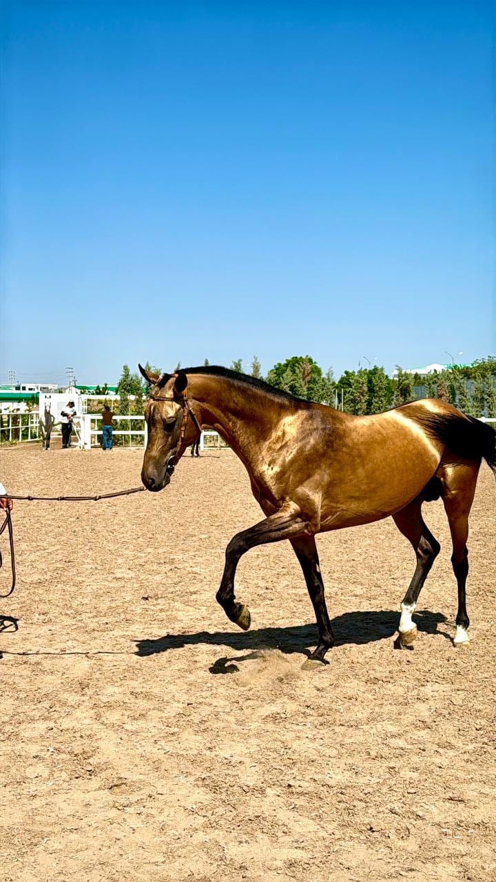 Horse