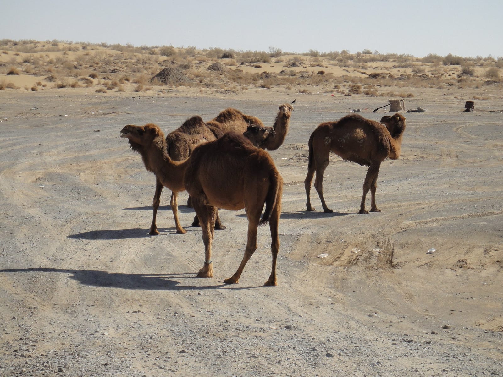 Camels